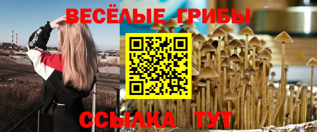 Галлюциногенные грибы Psilocybine cubensis Серпухов